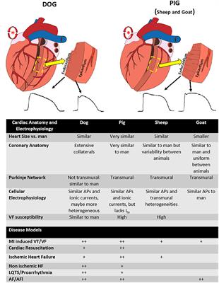 What Can Cause Arrhythmia In Dogs